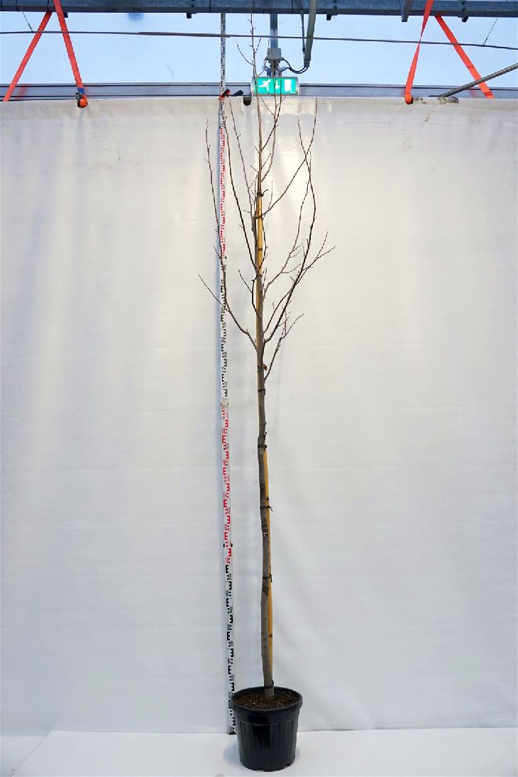 Tulpanträd tulipifera - 10-12 CM STAND C35