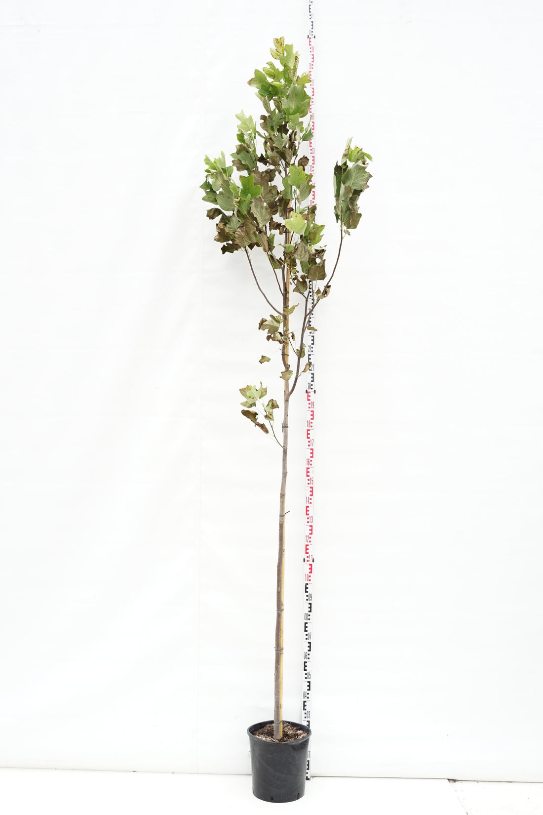 Tulpanträd tulipifera - 6-8 CM STANDARD C18