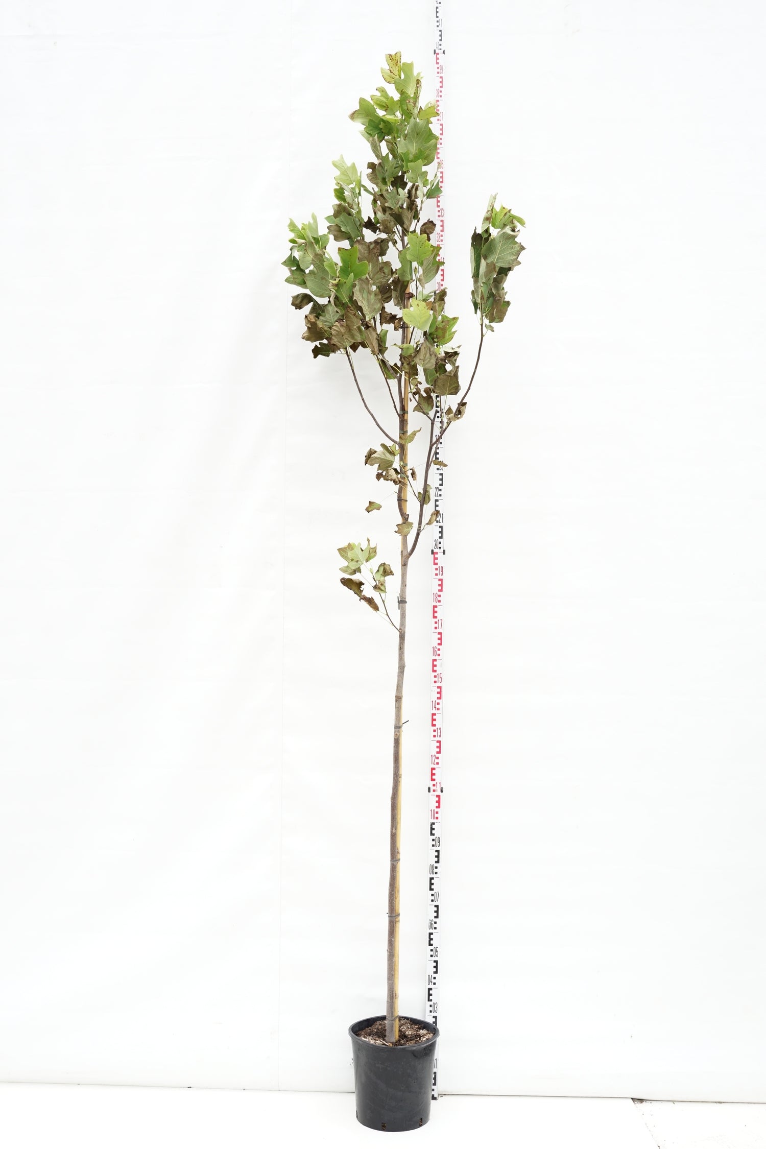 Tulpanträd tulipifera - 6-8 CM STANDARD C18