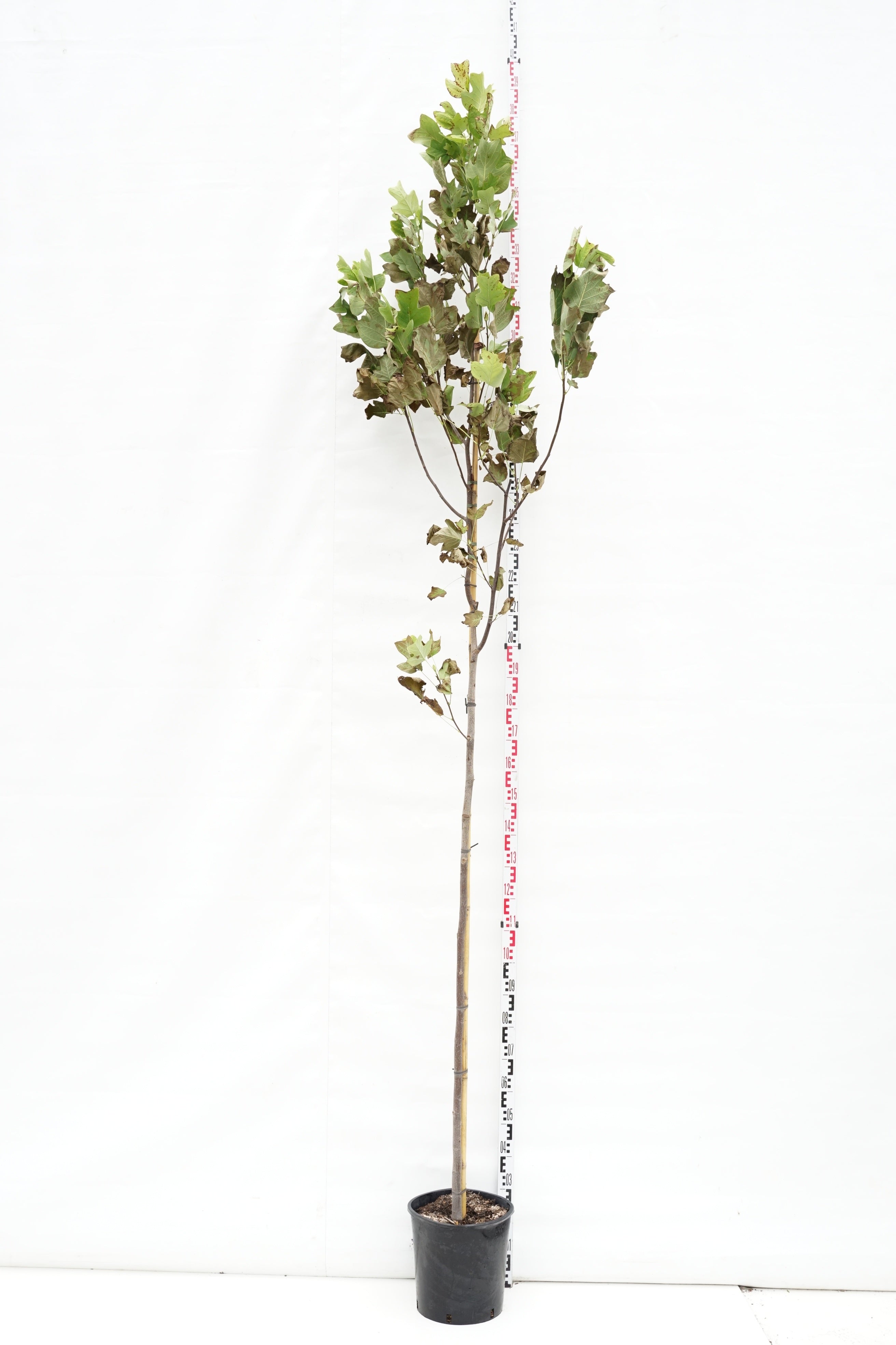Tulpanträd tulipifera - 6-8 CM STANDARD C18