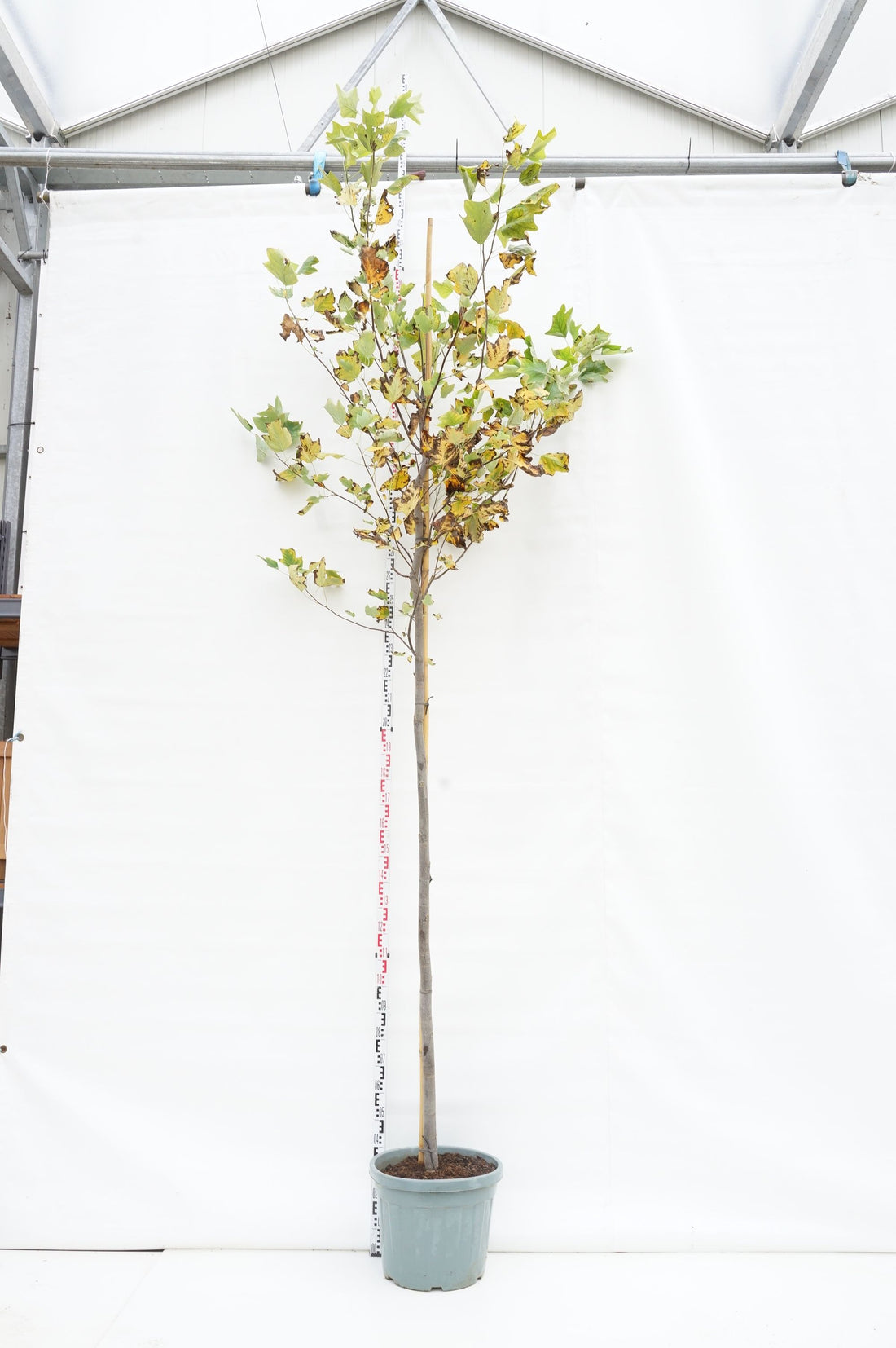 Tulpanträd tulipifera - 12-14 CM STAND C55