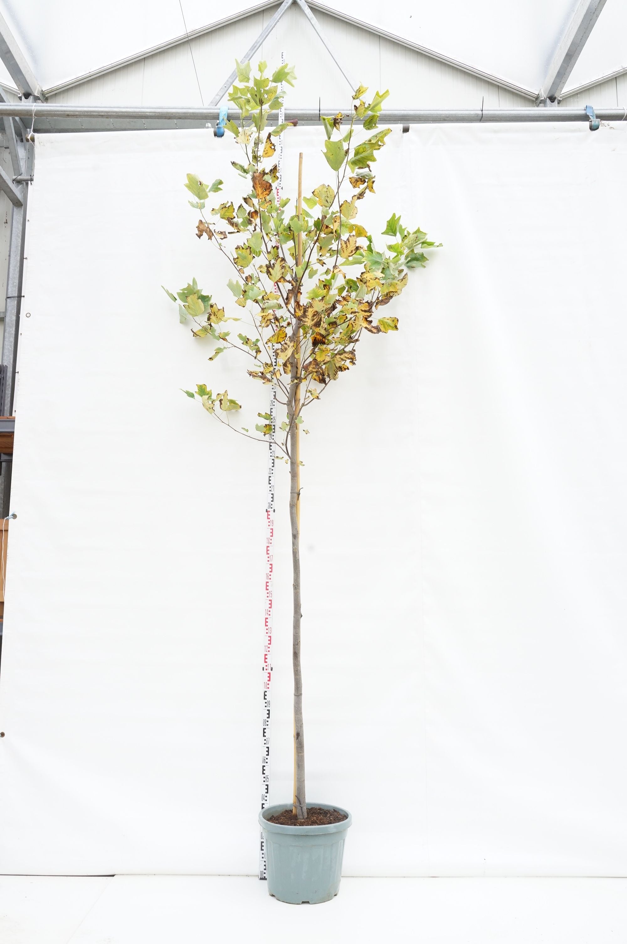 Tulpanträd tulipifera - 12-14 CM STAND C55