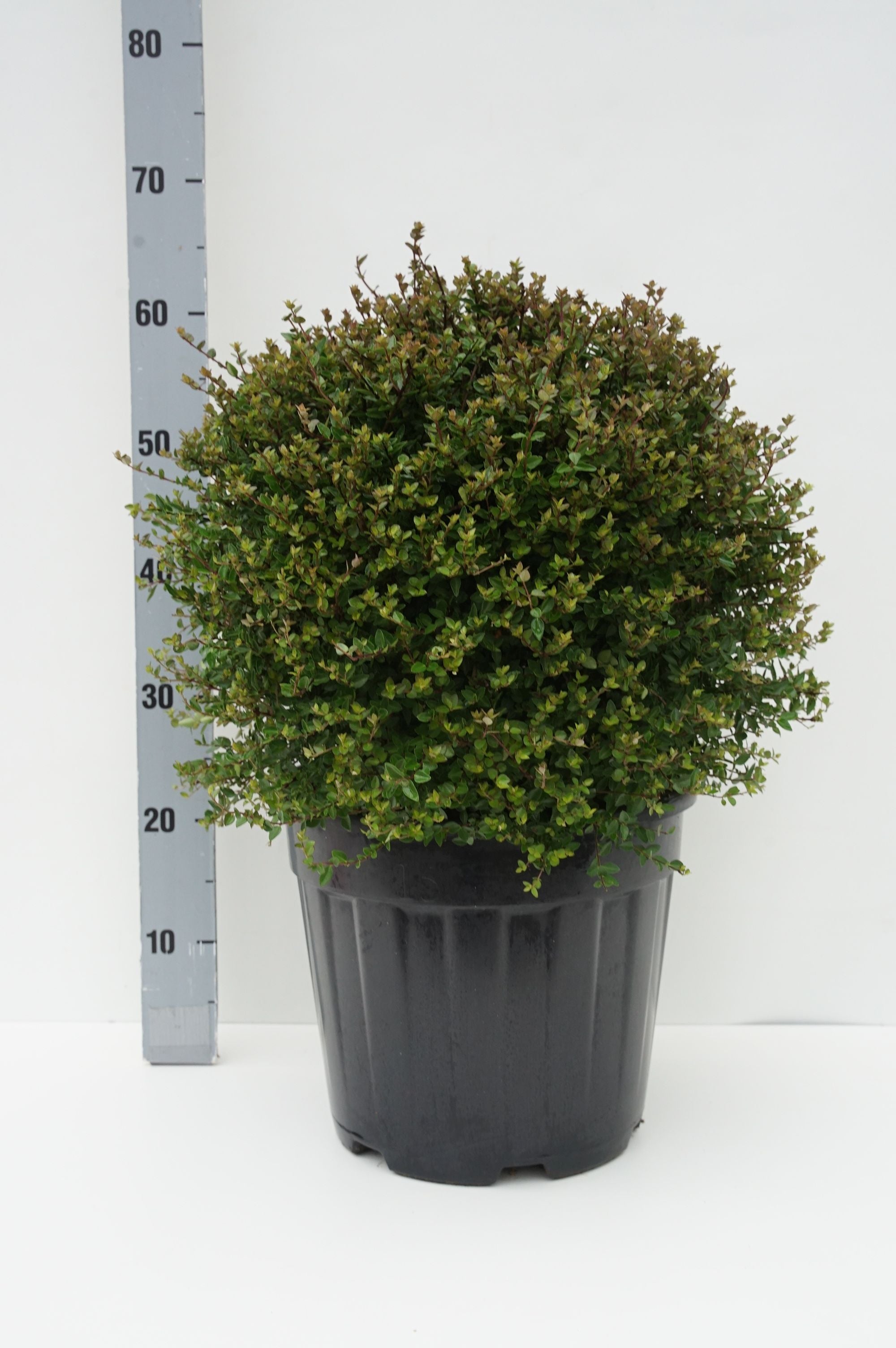 Lonicera Garden Clouds® Copper Glow 20-25 cm klot C3 (3 liters kruka)