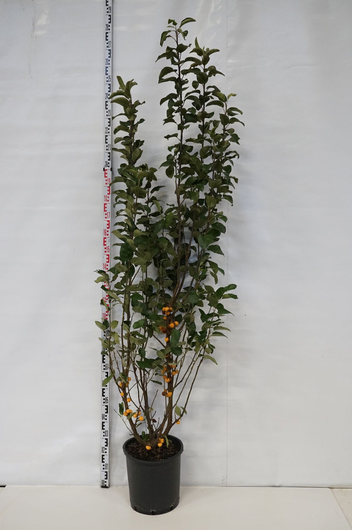 Malus &
