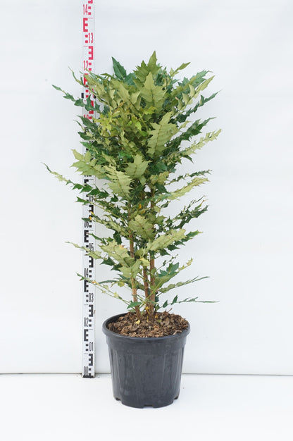 Mahonia media &