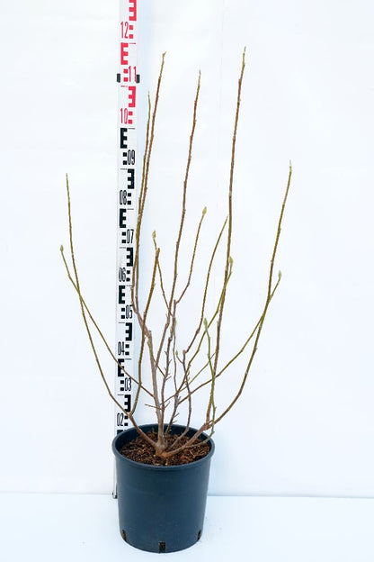 Magnolia soulangeana C10 (10 liters kruka) 80-100 cm