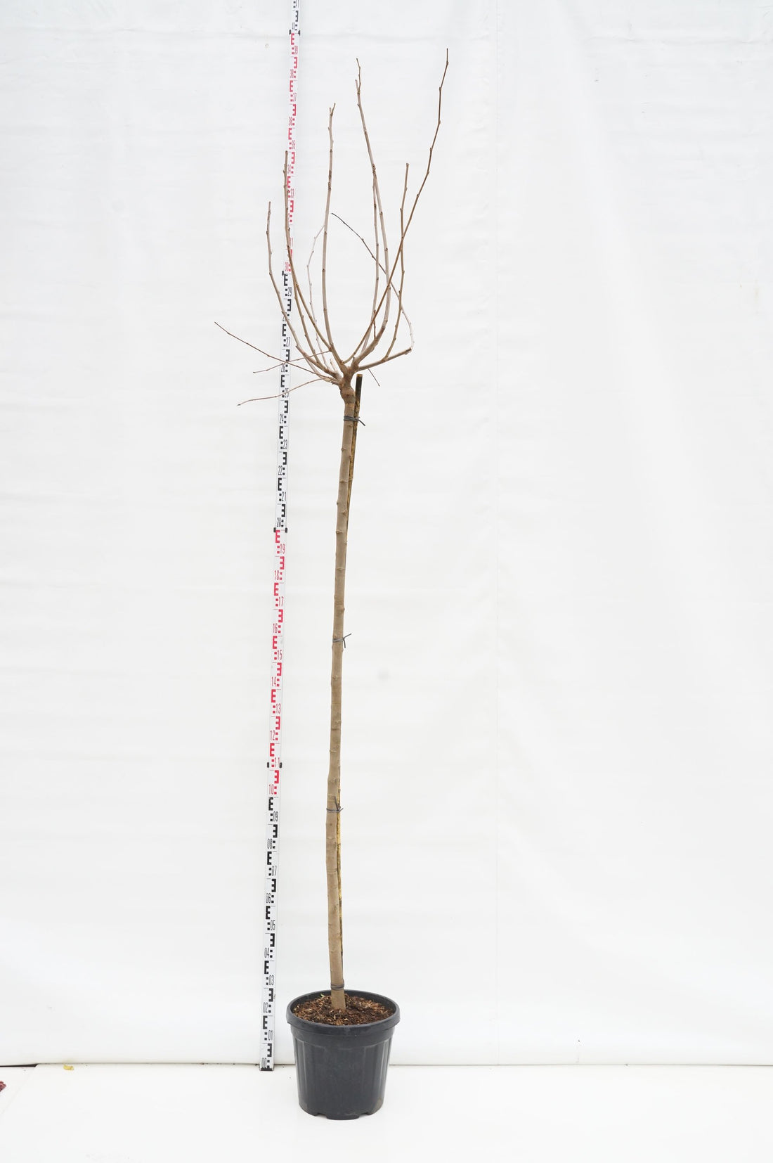 Mullbär platanifolia (fruitless) - 200 ST 10-12 CM C30