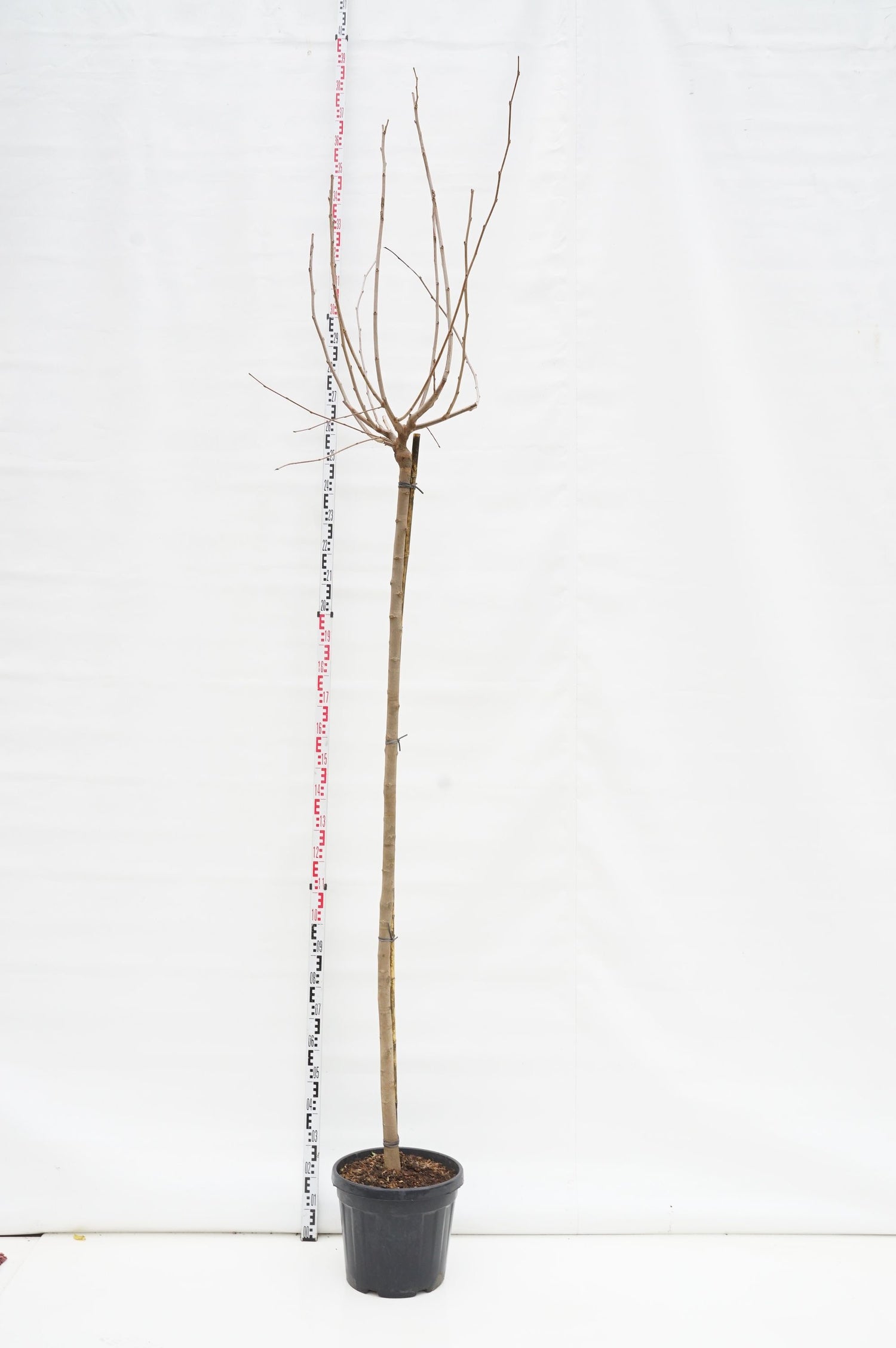 Mullbär platanifolia (fruitless) - 200 ST 10-12 CM C30