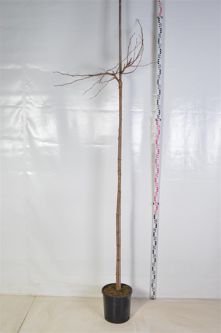 Morus platanifolia (fruitless) Stam 220 cm, Stamomfång 20-25 cm, C90 (90 liters kruka)