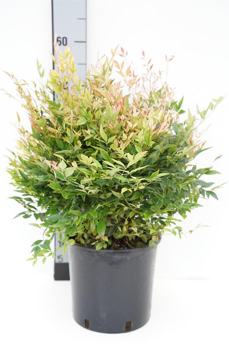 Nandina dom. 'Gulf Stream'