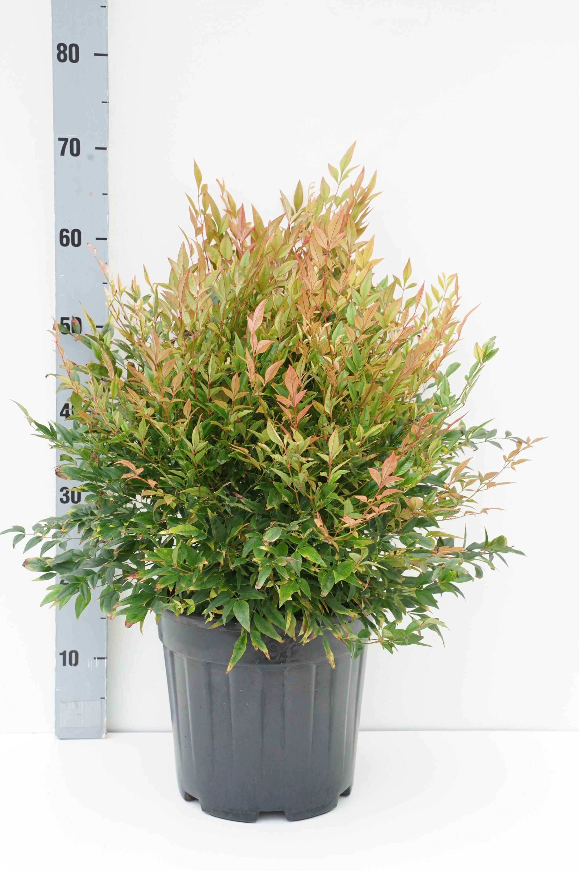 Nandina domestica &