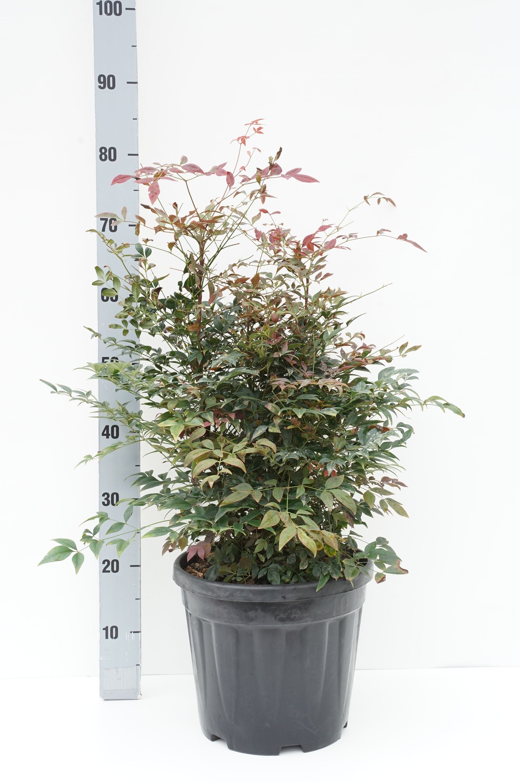 Nandina domestica &
