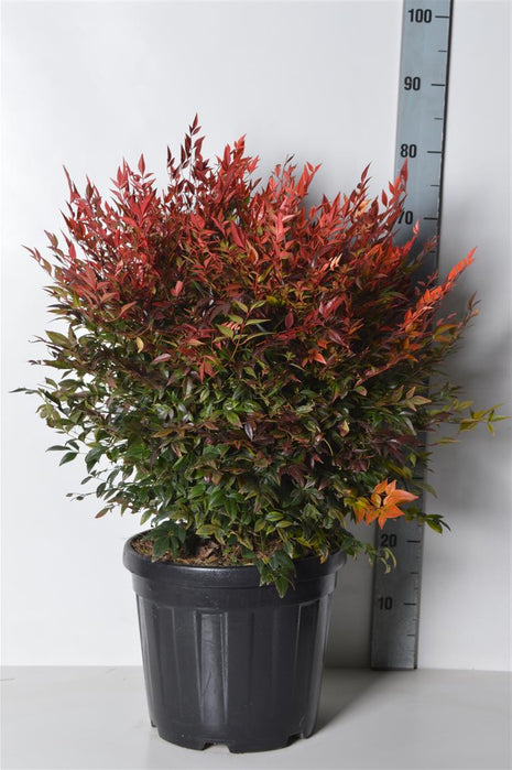 Nandina dom. 'Obsessed'