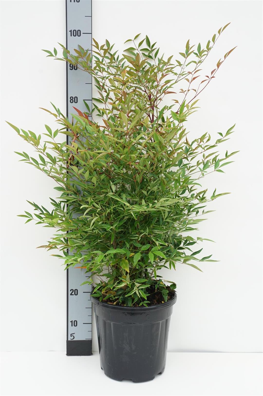 Nandina domestica C35 (35 liters kruka) 125-150 cm