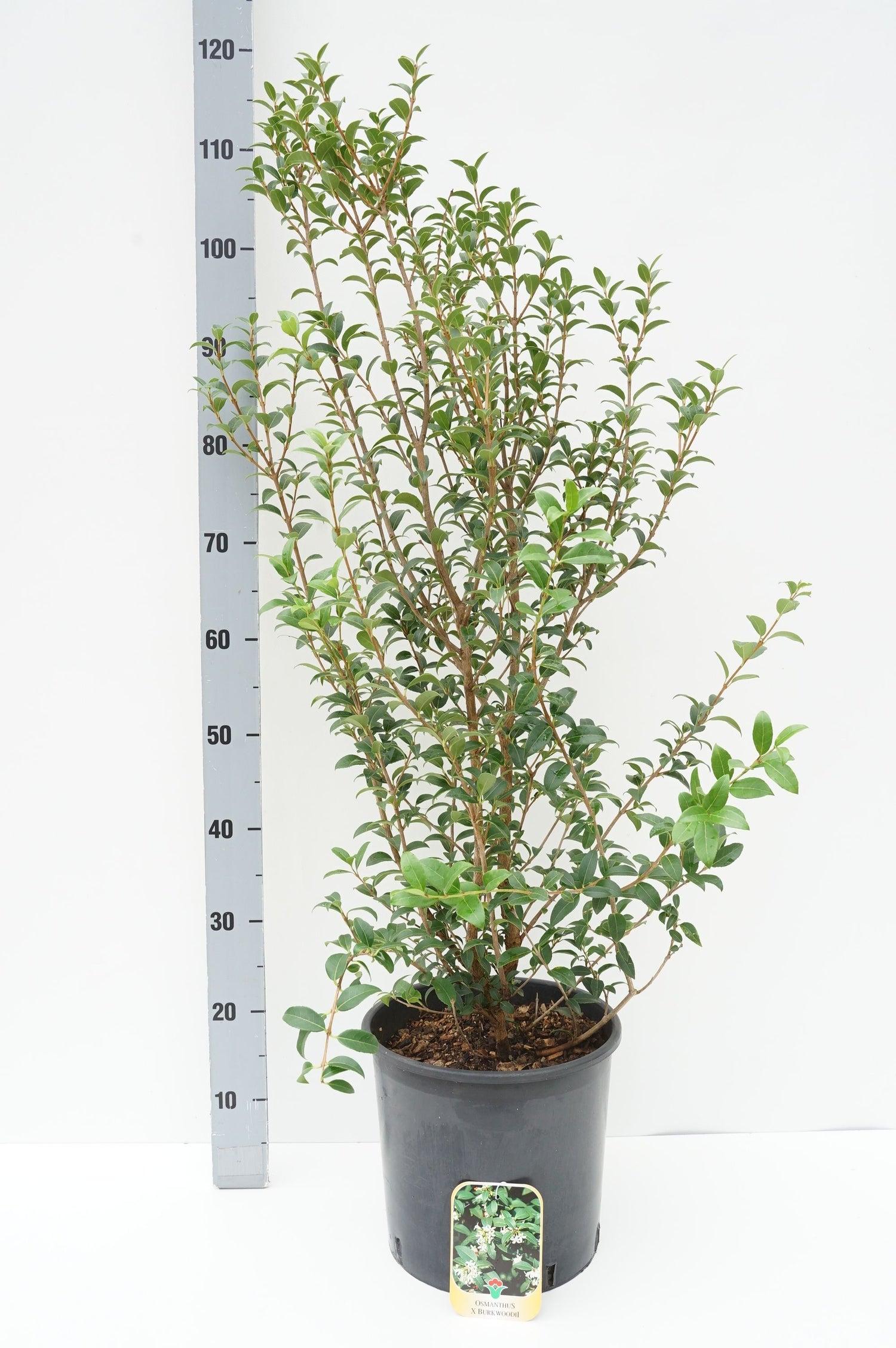 Doftoliv burkwoodii - C10 60-80 CM