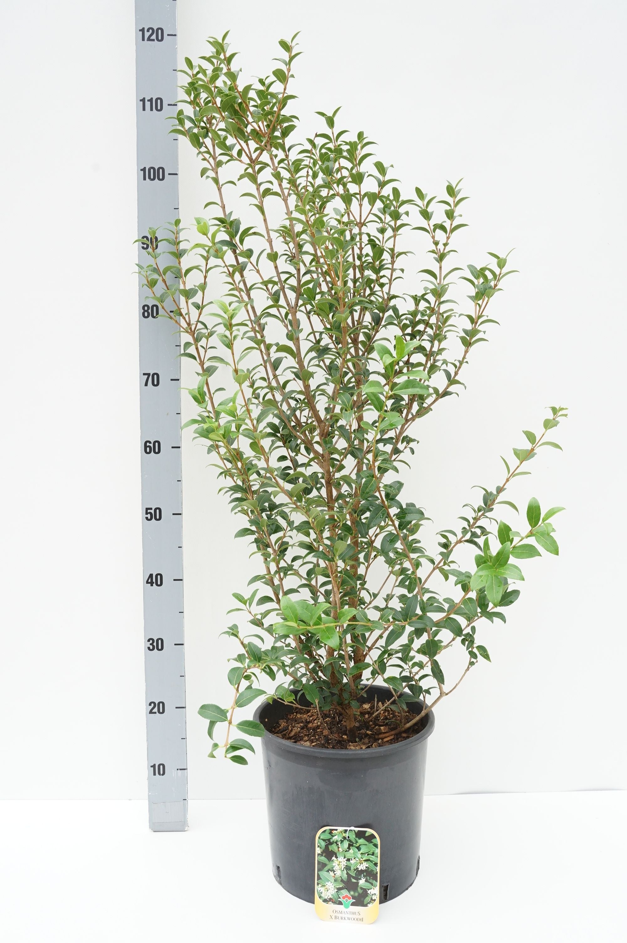 Doftoliv burkwoodii - C10 60-80 CM