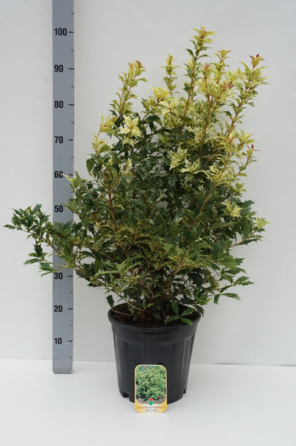 Osmanthus heterophyllus &