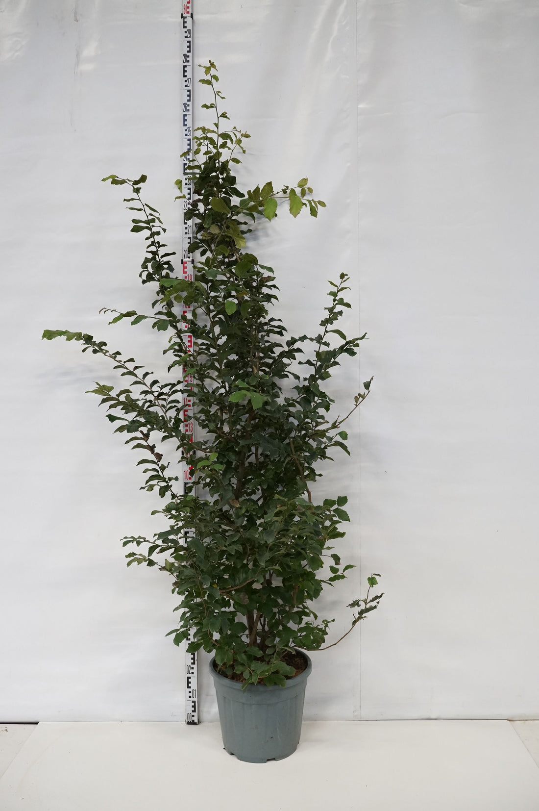 Persiskt järnträd persica - C30 200-250 CM