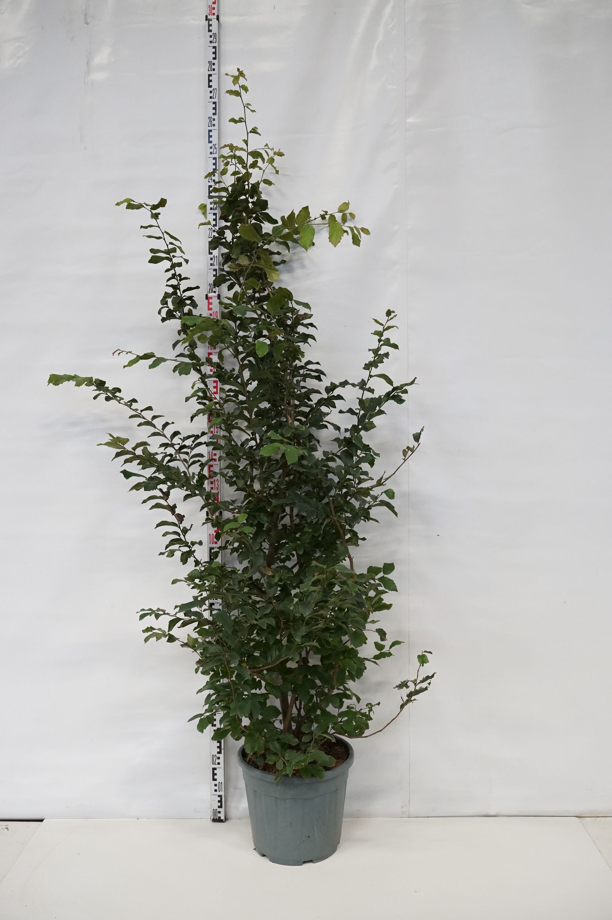 Persiskt järnträd persica - C30 200-250 CM
