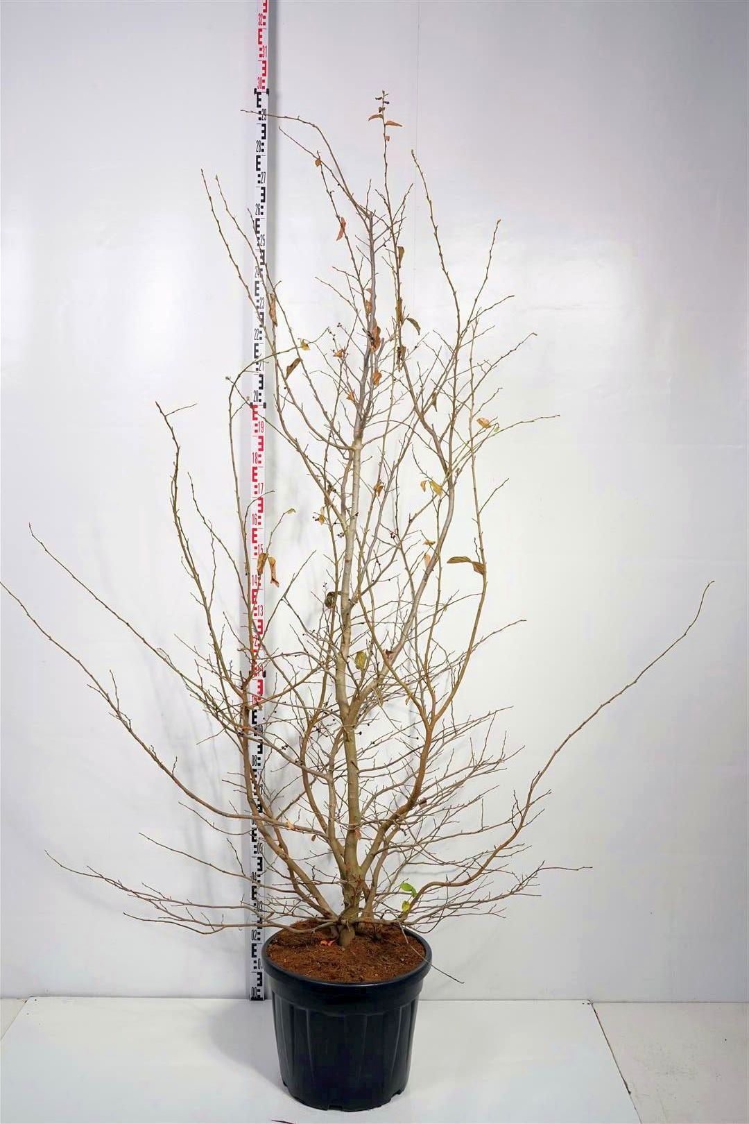 Persiskt järnträd persica - C35 200-250 CM