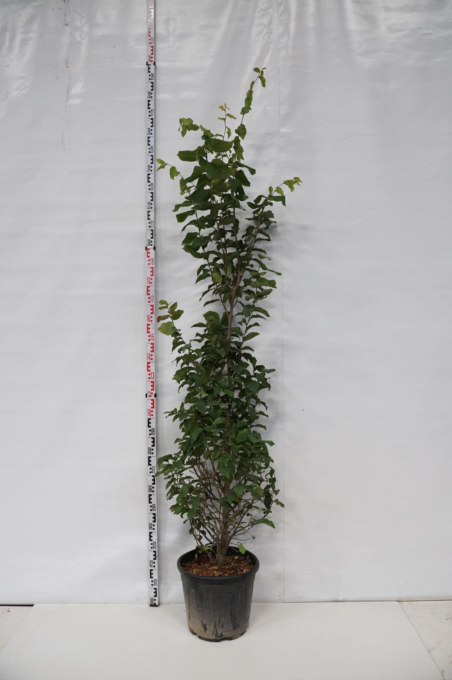 Parrotia persica &