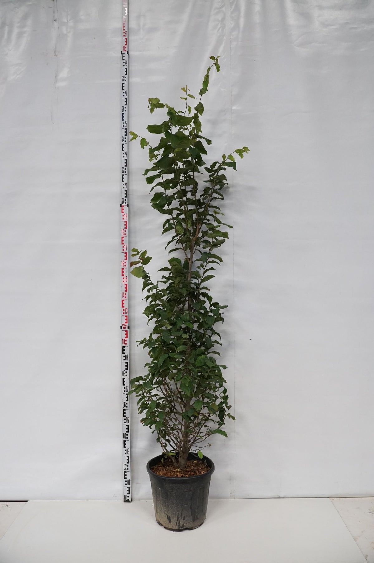 Parrotia persica &