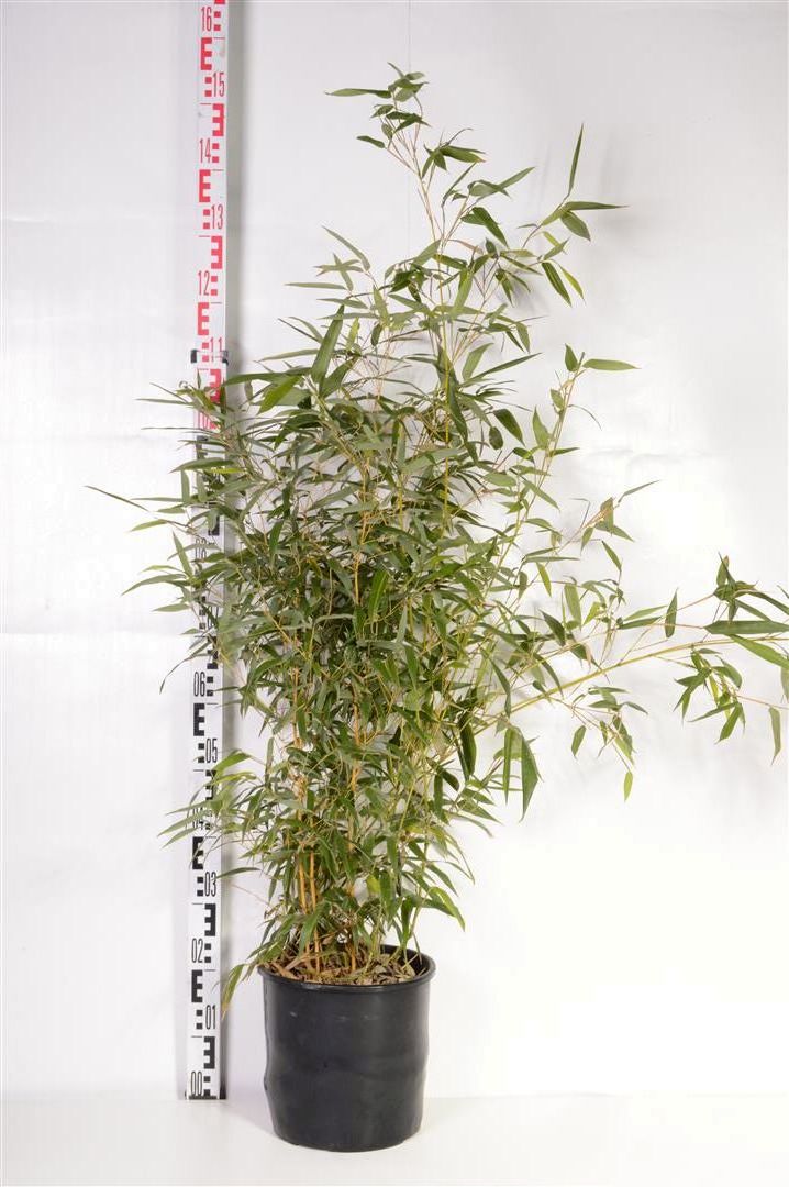 Phyllostachys aureos. &