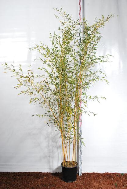 Phyllostachys aureosulcata &