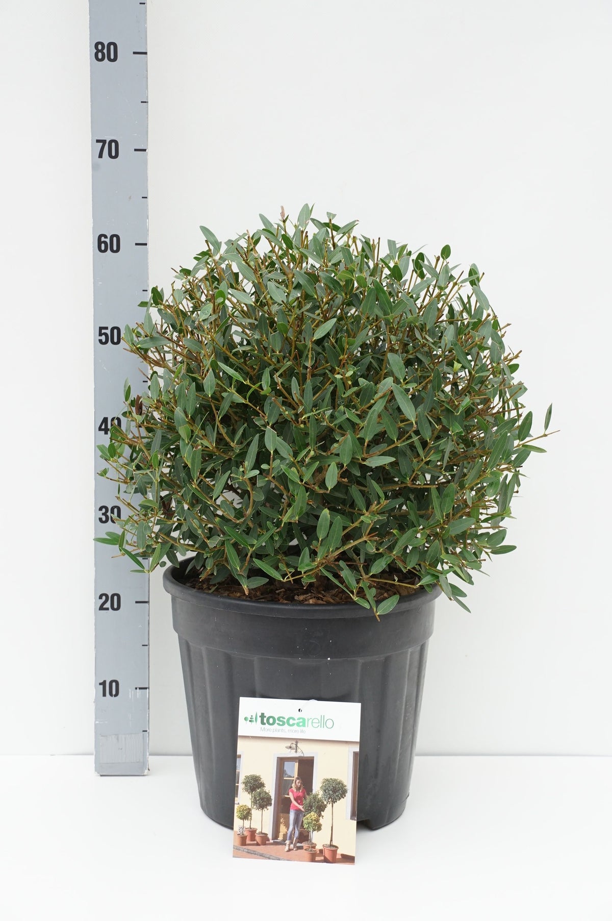 Phillyrea angustifolia - Formklippt klot 70 cm - C45 (45 liters kruka)