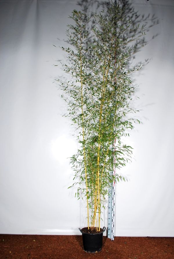 Phyllostachys aureos. &