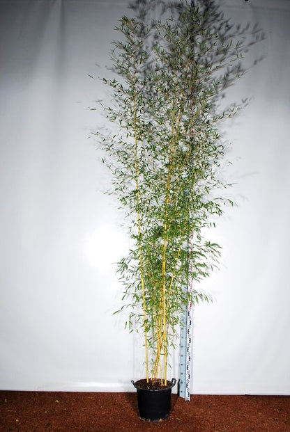 Phyllostachys aureosulcata &