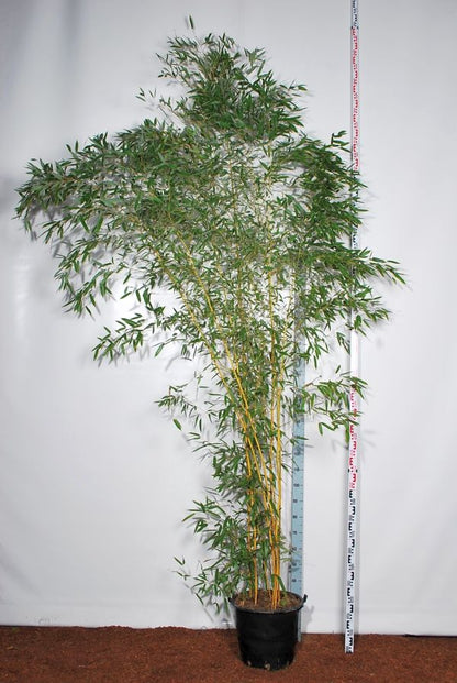Phyllostachys aureos. &