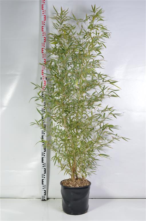 Phyllostachys aurea C18 (18 liters kruka) 175-200 cm