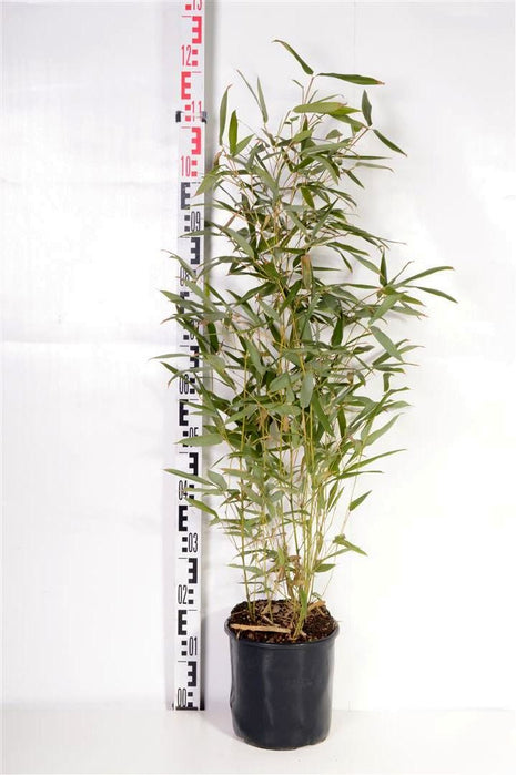 Phyllostachys bissetii