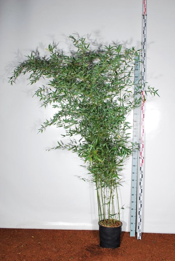 Phyllostachys bissetii C2 (2 liters kruka) 40-50 cm