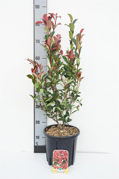 Photinia fraseri &