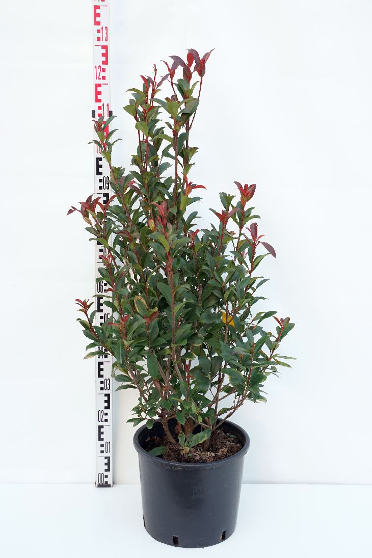 Glansmispel fraseri &