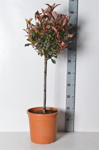 Photinia fraseri &