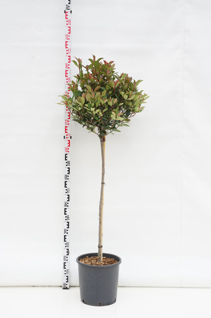 Photinia fraseri &