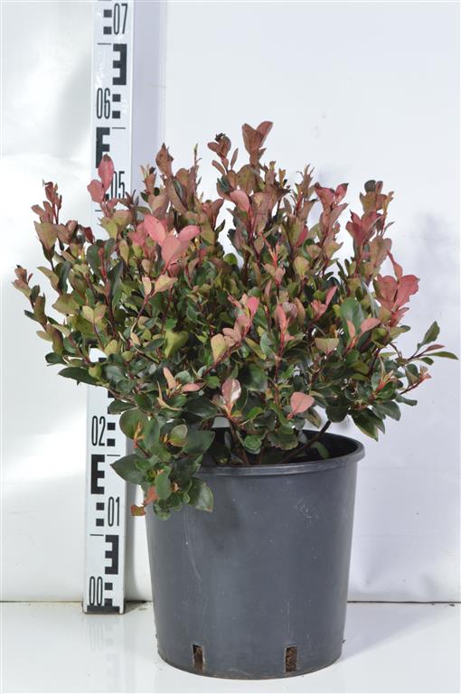 Photinia fraseri &