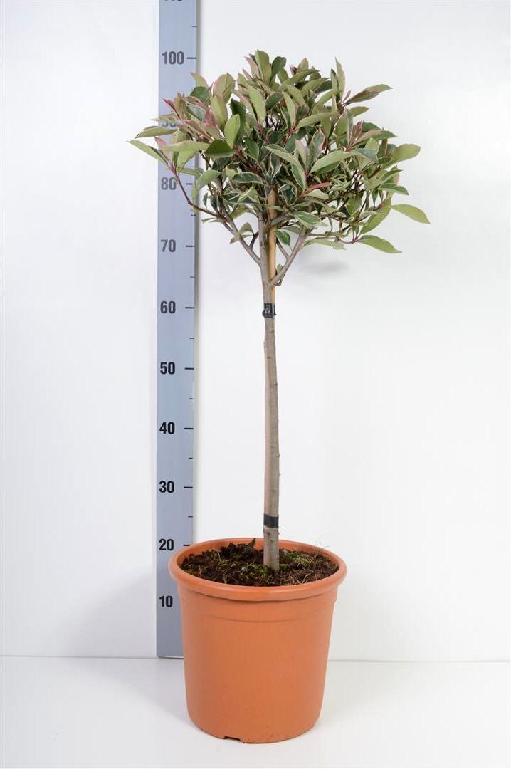 TW-2802894
