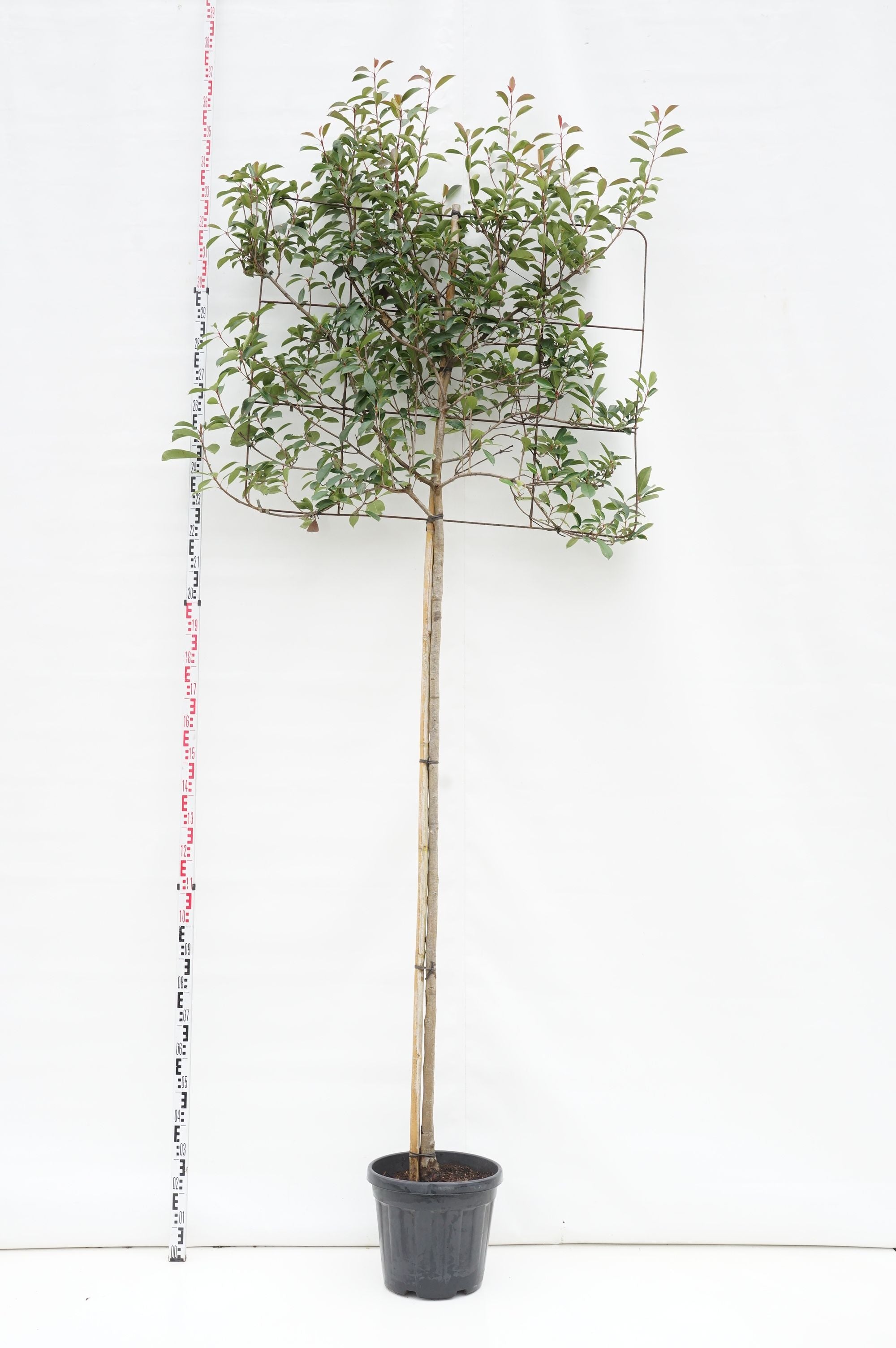 Photinia fraseri &