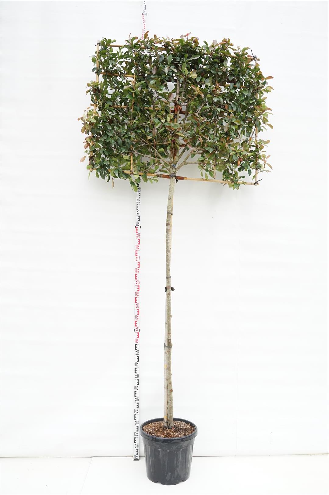 Photinia fraseri &