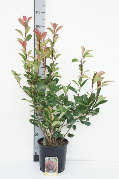 Photinia fraseri &
