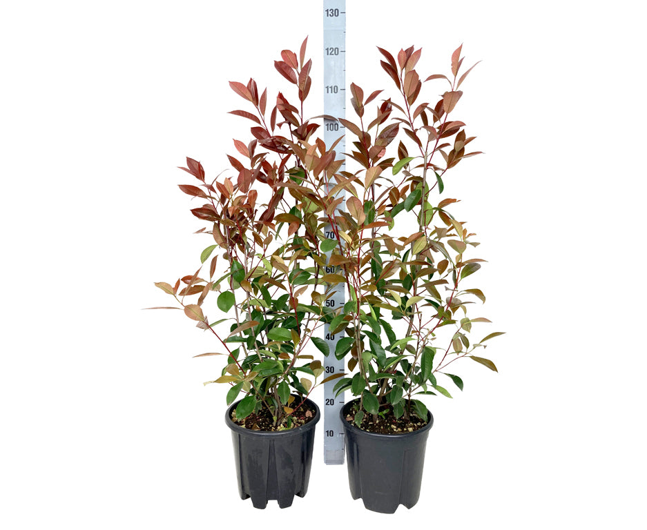 Photinia fraseri &