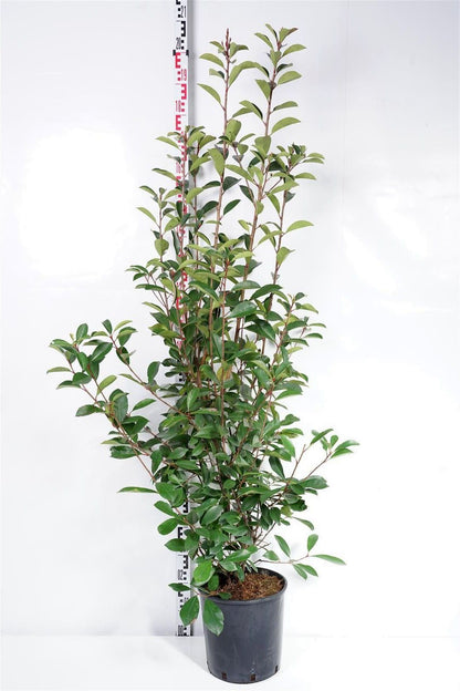 Photinia fraseri &