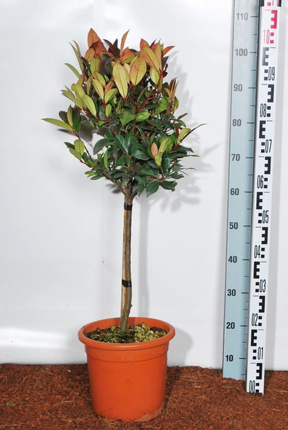 Photinia fraseri &