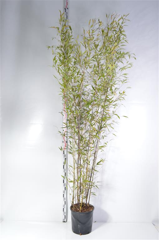 Phyllostachys nigra (Svartbambu) C5 (5 liters kruka) 100-125 cm