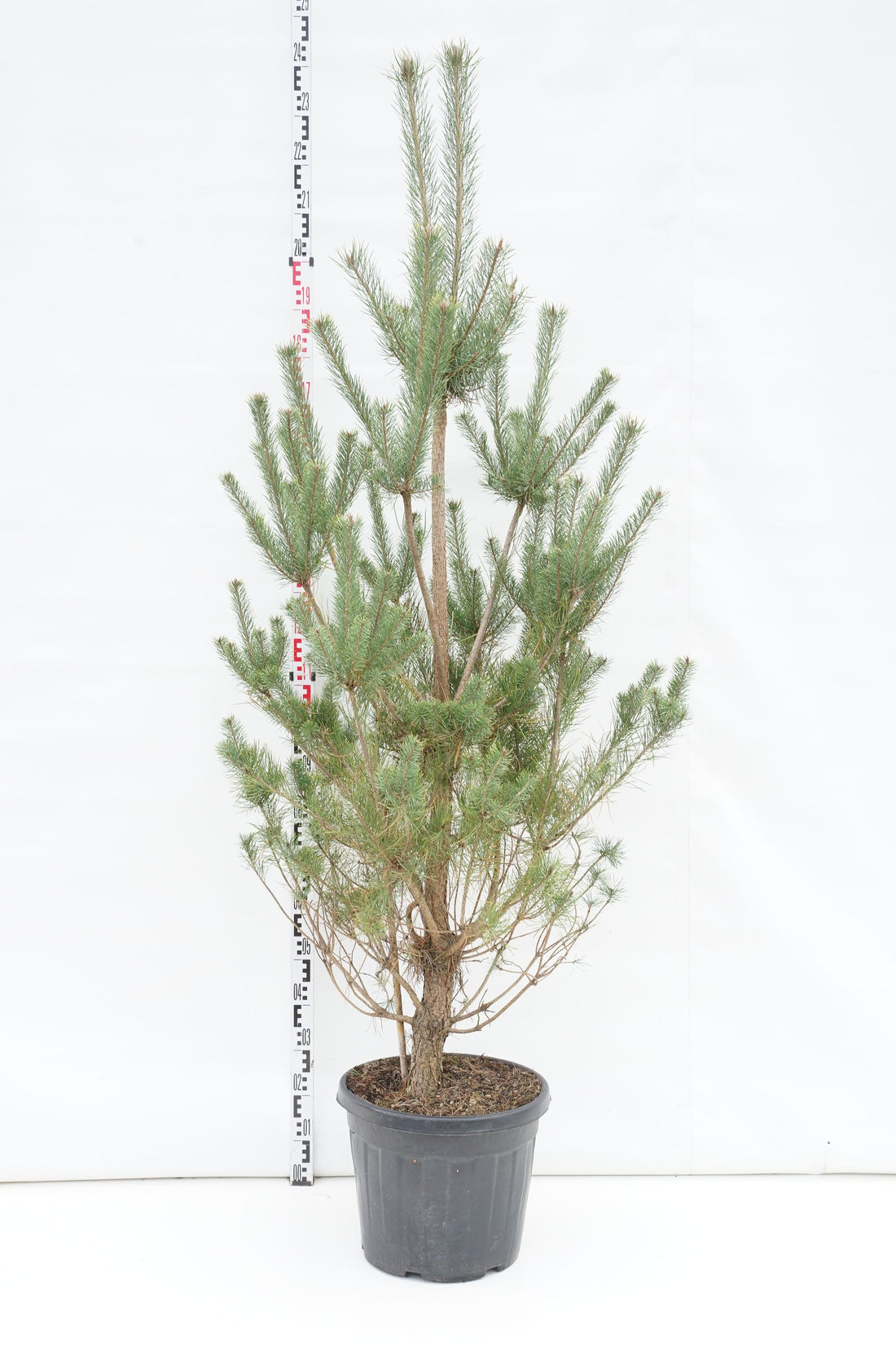Tall sylvestris - C35 150-175 CM