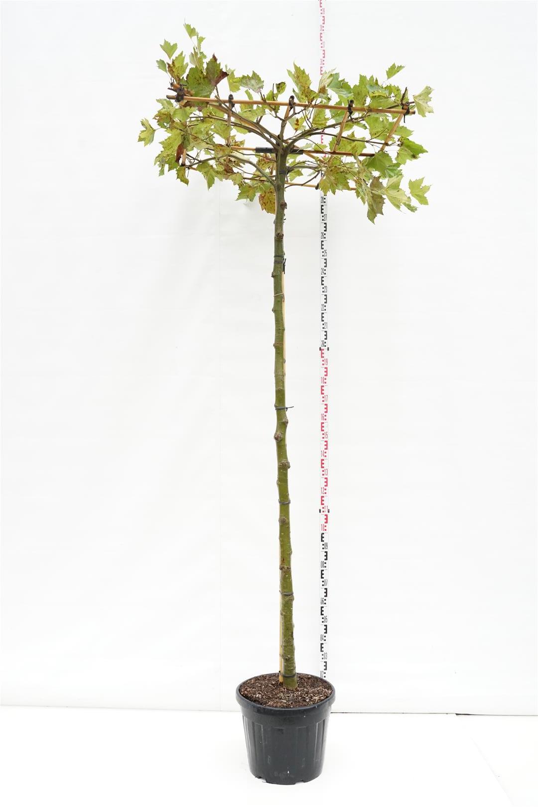 Platanus hispanica (Takform) stam 225 cm, omfång 16-18 cm, C50 (50 liters kruka)